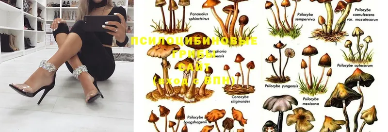 дарк нет официальный сайт  Ардатов  Псилоцибиновые грибы мухоморы 